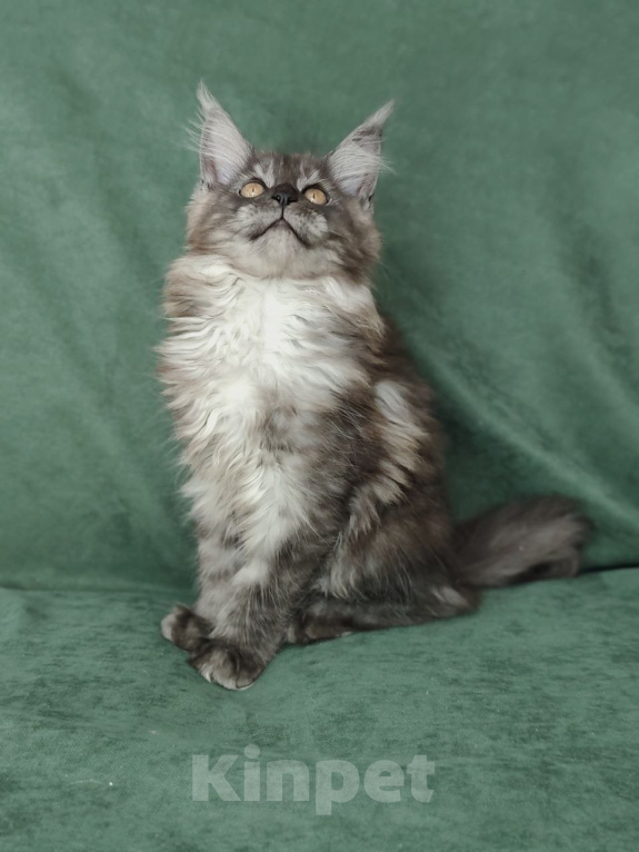 Кошки в Видном: Котята мейн-куны - Чудо с кисточками! Разнополые, 50 000 руб. - фото 10