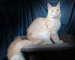Кошки в Барнауле: Котята мейн-кун Мальчик, Бесплатно - фото 3