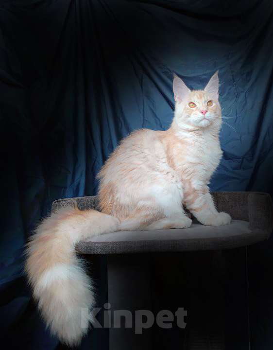 Кошки в Барнауле: Котята мейн-кун Мальчик, Бесплатно - фото 3