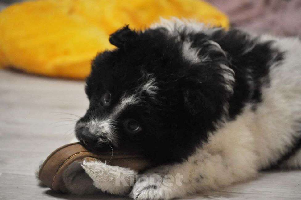 Собаки в Лосином-Петровском: Сандра,якутенок ппбж Девочка, Бесплатно - фото 2