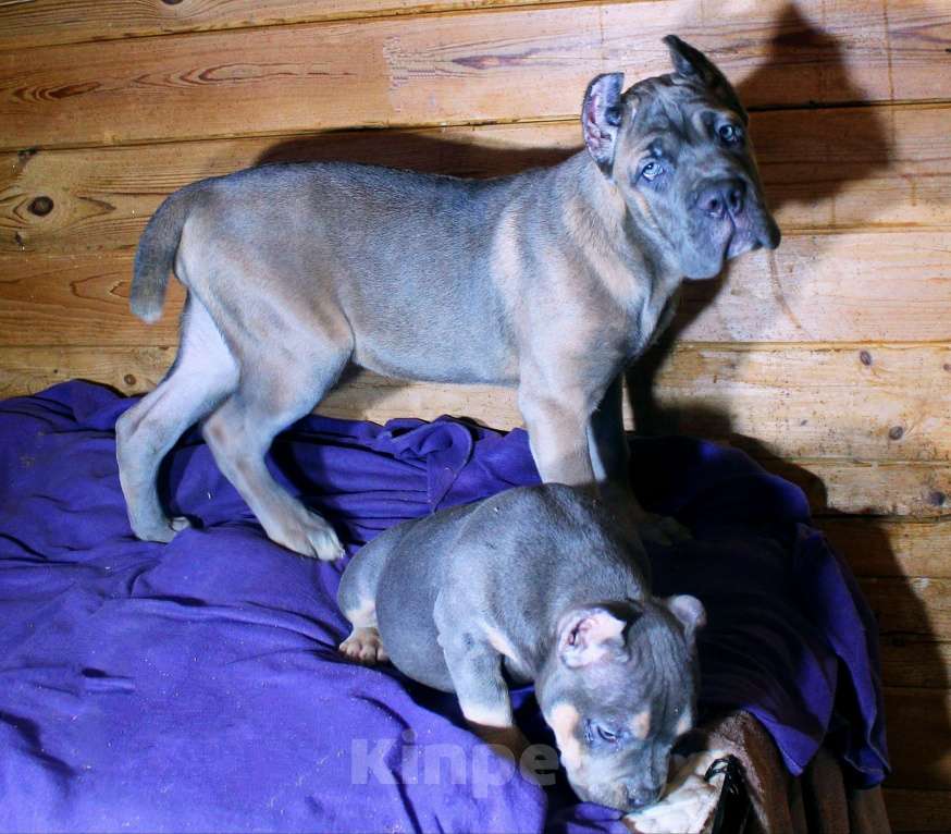 Собаки в Москве: Девочка американский булли. Девочка, 90 000 руб. - фото 9