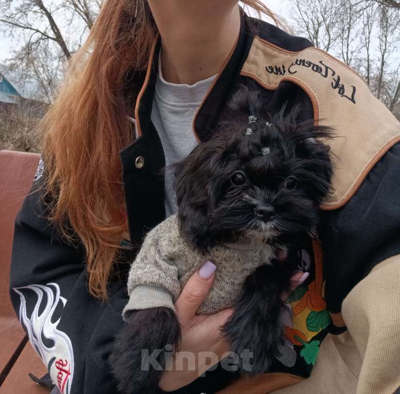 Собаки в Ижевске: Мальтипу девочка Девочка, 65 000 руб. - фото 3