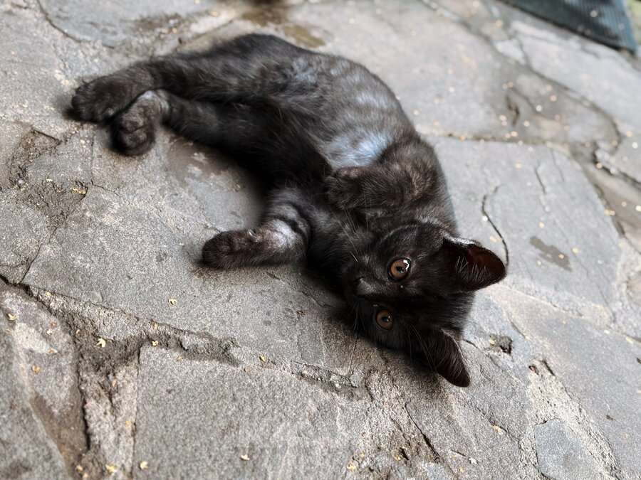 Кошки в Москве: Ищут дом 2 чудесных котенка. Мальчик, Бесплатно - фото 9