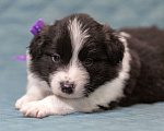 Собаки в Москве: Идеальный щеночек бордер-колли Мальчик, Бесплатно - фото 5