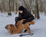 Собаки в Москве: рыжий мушкетер Мальчик, Бесплатно - фото 7
