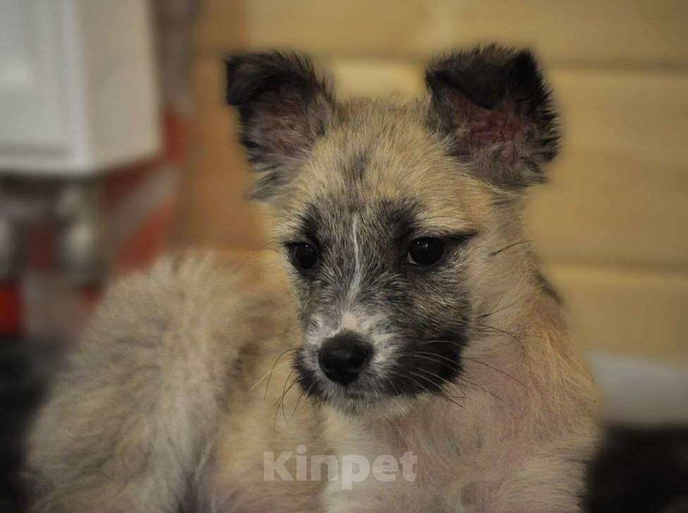 Собаки в Лосином-Петровском: якутята из ледяного подъезда Мальчик, Бесплатно - фото 7