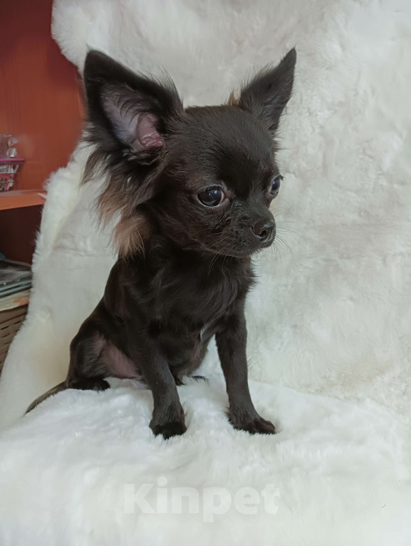 Собаки в Новосибирске: Щенок Чихуахуа Мальчик, 60 000 руб. - фото 3