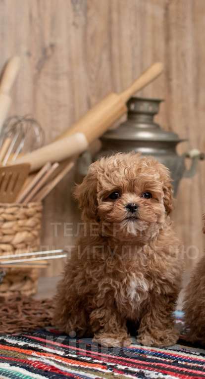 Собаки в Ростове-на-Дону: Щенок мальтипу f1 Мальчик, 100 000 руб. - фото 4