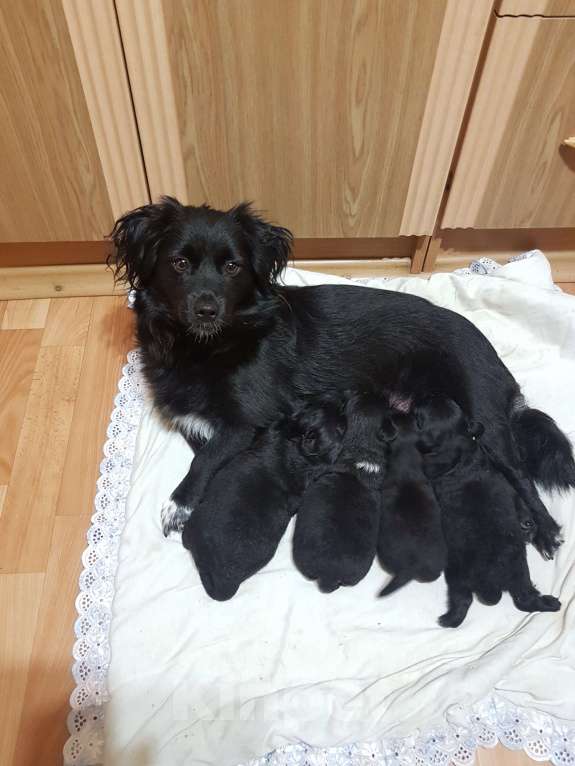 Собаки в Саке: Голландский Тюльпхонд-Спаниель Мальчик, Бесплатно - фото 9