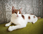 Кошки в Перми: Котик ищет дом Мальчик, Бесплатно - фото 1