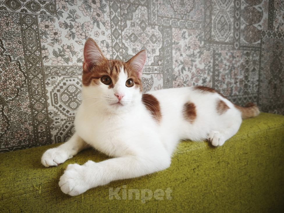 Кошки в Перми: Котик ищет дом Мальчик, Бесплатно - фото 1