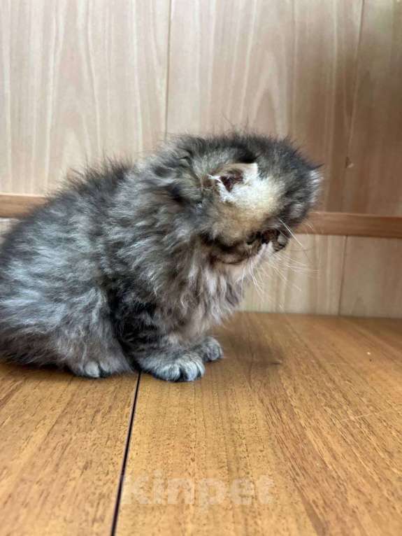 Кошки в Москве: Котята персы экзоты Девочка, 34 999 руб. - фото 6