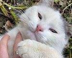 Кошки в Ивантеевке: Отдам в добрые руки ласкового котика Мальчик, 1 руб. - фото 2