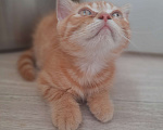 Кошки в Краснодаре: Отдам котенка Мальчик, 100 руб. - фото 2