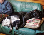 Собаки в Химках: Вязка, 5 руб. - фото 4