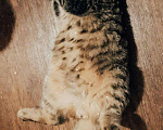 Кошки в Новочебоксарске: Кот на вязку, 590 руб. - фото 3
