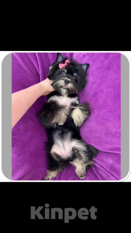 Собаки в Москве: Взрослый йорк девочка для разведения стандарт Девочка, 90 000 руб. - фото 7