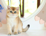 Кошки в Владивостоке: Британский котенок. Шикарная девочка Девочка, 80 000 руб. - фото 3