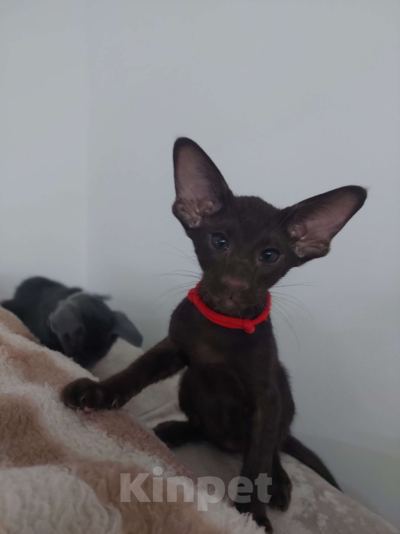 Кошки в Пскове: Оринтальные котята Мальчик, 70 000 руб. - фото 2