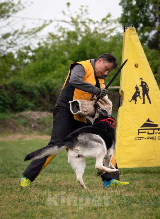 Собаки в других городах Краснодарского края: Щенки Восточноевропейской овчарки Девочка, 60 000 руб. - фото 7