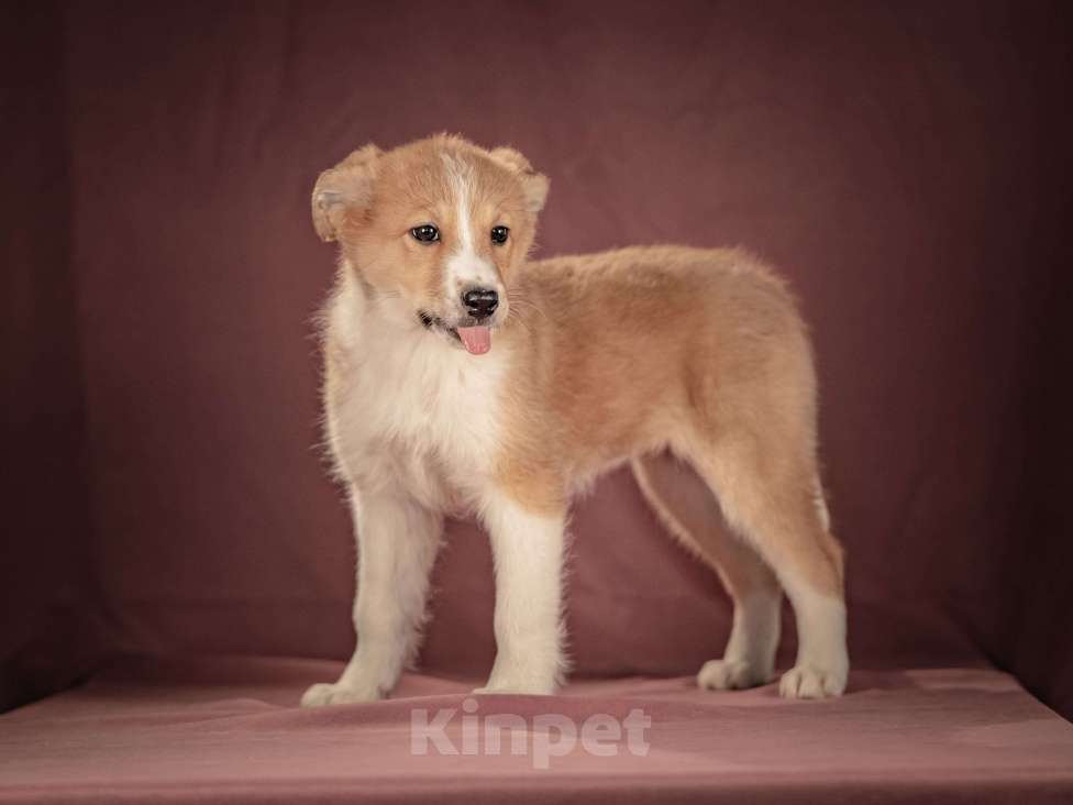 Собаки в Клине: Рейна — солнечная девочка с добрым сердцем, которая станет источником счастья для своей семьи Девочка, Бесплатно - фото 9