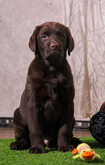Объявление: Милый щенок лабрадор, 65 000 руб., Самара