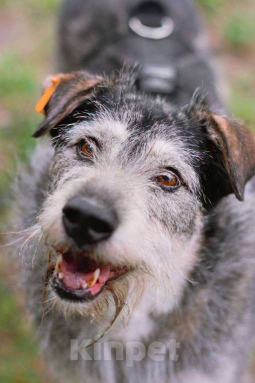 Собаки в Москве: Пальма ищет семью Девочка, Бесплатно - фото 4