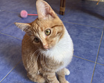 Кошки в Одинцово: Рыжий котенок в добрые руки Девочка, Бесплатно - фото 1