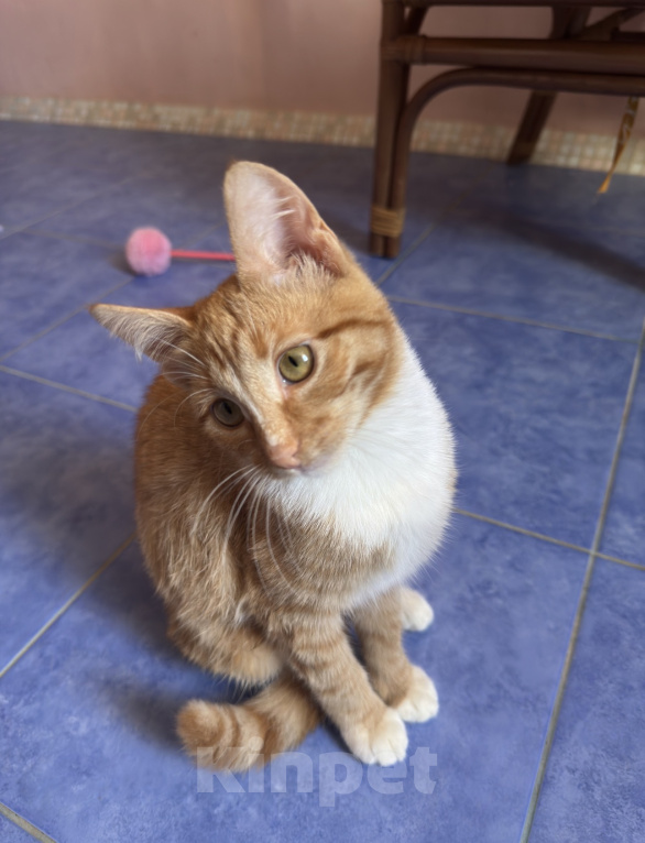 Кошки в Одинцово: Рыжий котенок в добрые руки Девочка, Бесплатно - фото 1