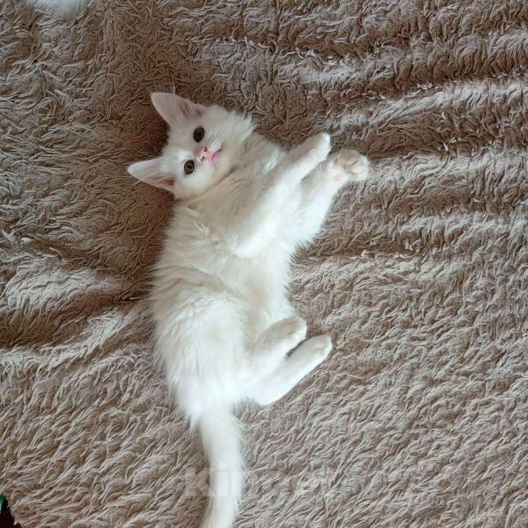 Кошки в других городах Приморского края: Отдам в добрые руки Мальчик, Бесплатно - фото 6