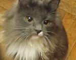 Кошки в Москве:  Серенькая с белым  маленькая сибирячка Девочка, 15 000 руб. - фото 5