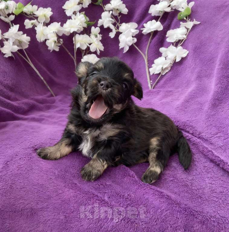 Собаки в Москве: Йорк без перецвета в сталь мальчик чёрный Мальчик, 50 000 руб. - фото 4
