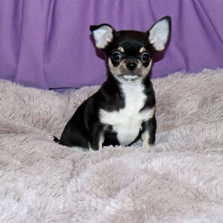 Собаки в Лобне: Ласковый красавчик чихуахуа Мальчик, 55 000 руб. - фото 5