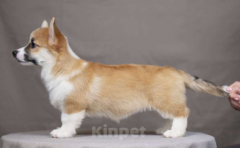 Собаки в Перми: Щенки вельш корги пемброк девочки Девочка, 38 000 руб. - фото 4