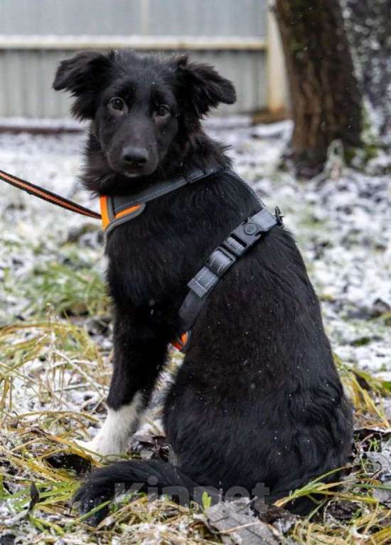 Собаки в Химках: Ищем Боне надёжный дом Девочка, Бесплатно - фото 6