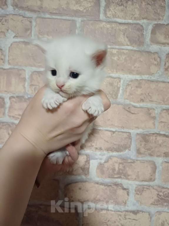 Кошки в Йошкаре-Оле: Шикарные  мальчики Мейн-Кун полидакты Мальчик, 20 000 руб. - фото 3