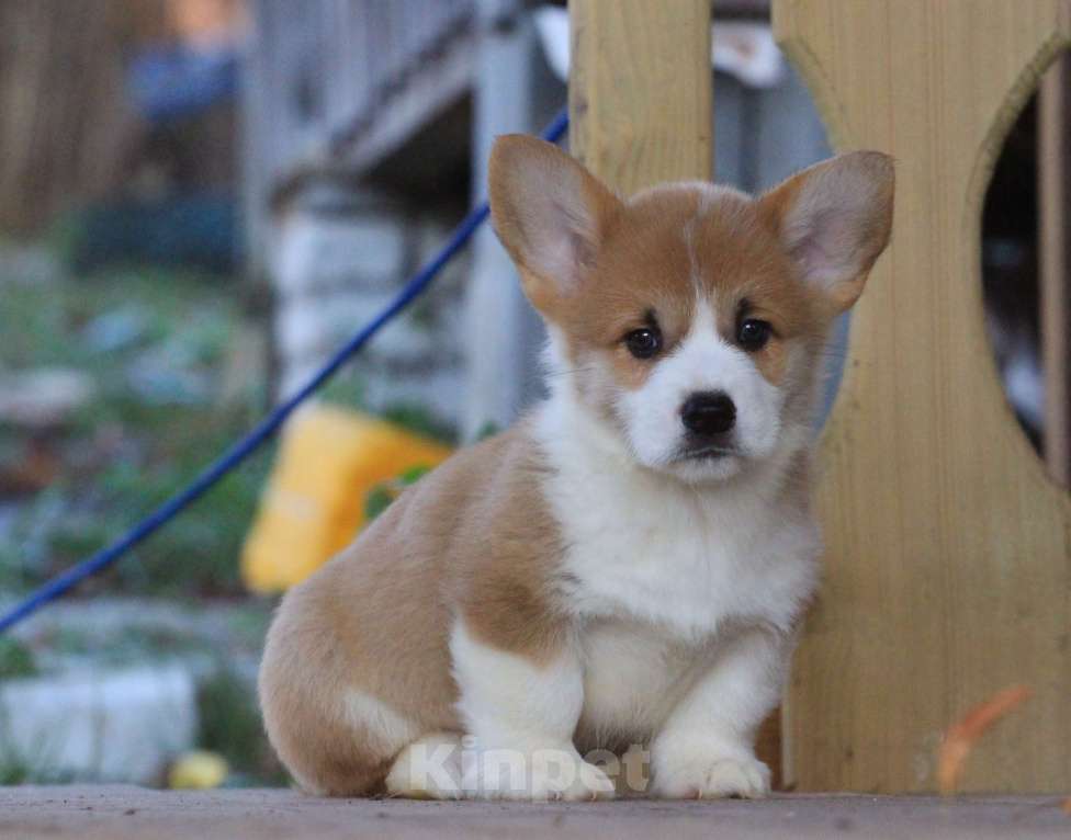 Собаки в Москве: Аманси Блюз Мальчик, 75 000 руб. - фото 8