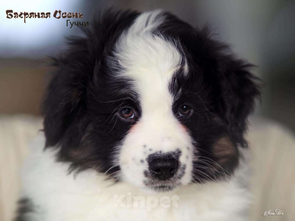 Собаки в других городах Московской области: Продается мальчик миниаусси Мальчик, 60 000 руб. - фото 5