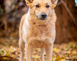 Собаки в Москве: Таша - смелая и нежная малышка из приюта в добрые руки Девочка, Бесплатно - фото 4