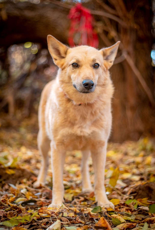Собаки в Москве: Таша - смелая и нежная малышка из приюта в добрые руки Девочка, Бесплатно - фото 4