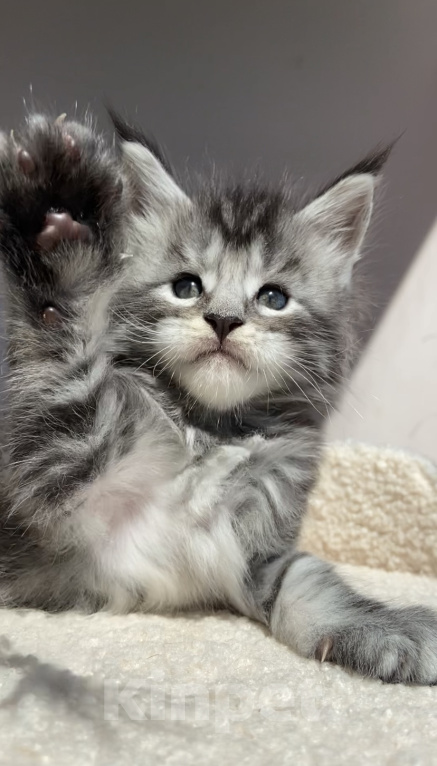 Кошки в Ставрополе: Котята Мейн- Кун Мальчик, Бесплатно - фото 2