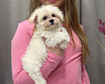 Собаки в Москве: Мальтипу мальчик 2 Мальчик, 150 000 руб. - фото 7
