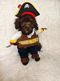 Мальтипу мальчик 