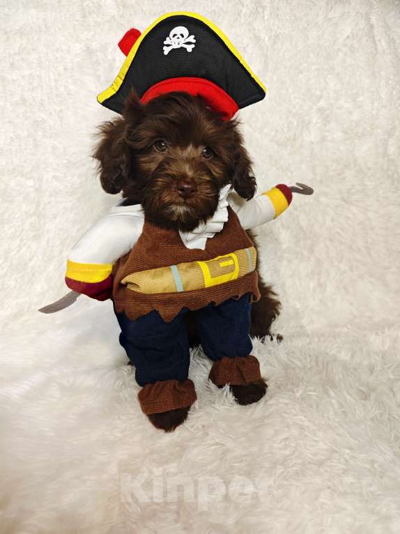 Собаки в Москве: Мальтипу мальчик  Мальчик, 89 900 руб. - фото 1