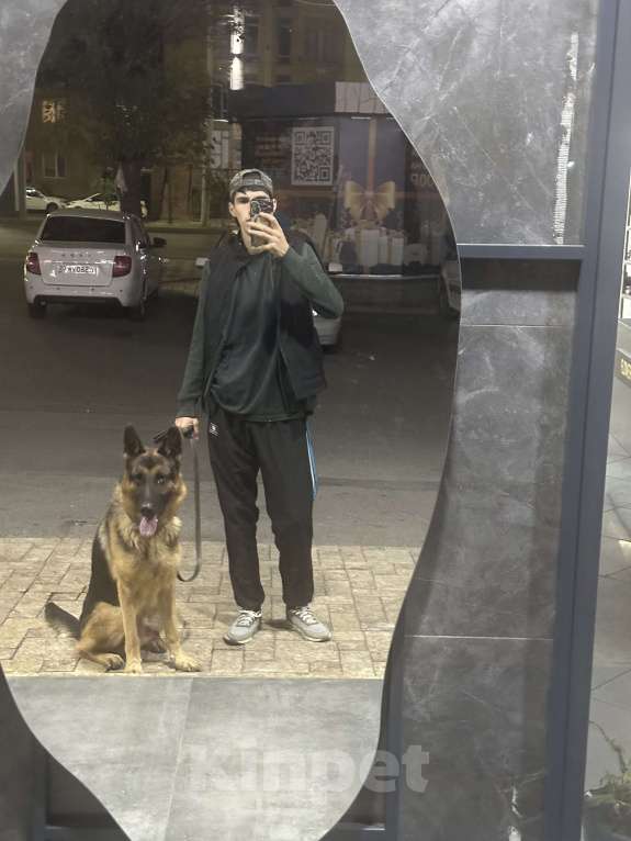 Собаки в Махачкале: Продается овчарка можно на вязку Мальчик, Бесплатно - фото 4