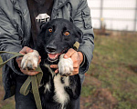 Собаки в Дмитрове: Пес Сева ищет дом! Мальчик, Бесплатно - фото 2