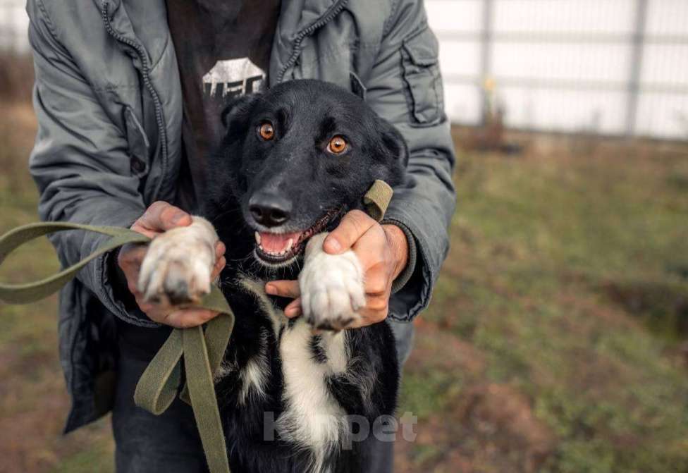 Собаки в Дмитрове: Пес Сева ищет дом! Мальчик, Бесплатно - фото 2
