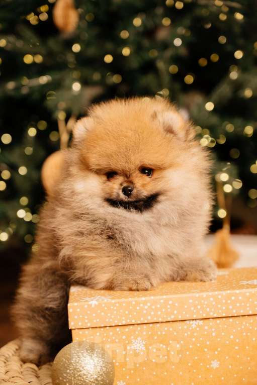 Собаки в Челябинске: Померанский шпиц  Мальчик, Бесплатно - фото 4