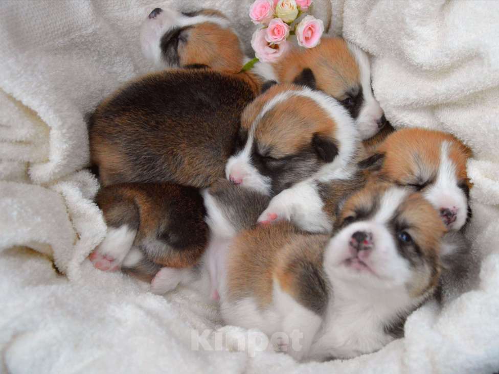 Собаки в Краснодаре: Щенки вельш корги пемброк Мальчик, 50 000 руб. - фото 2