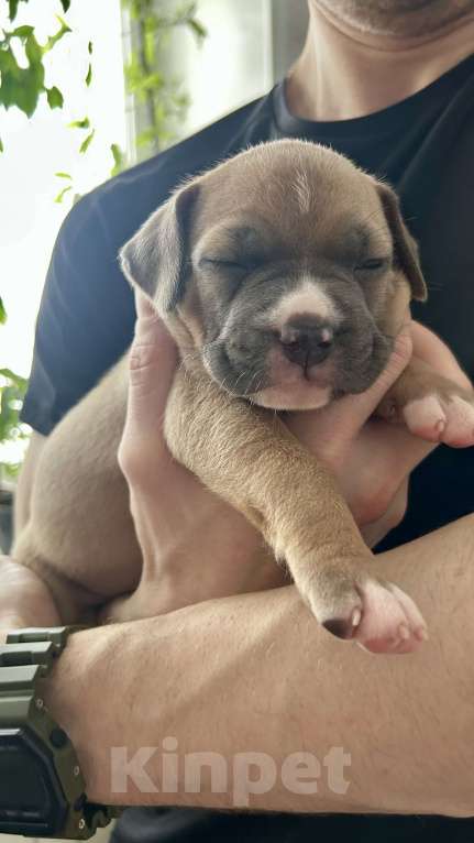 Собаки в Белгороде: Щенки АСТ Девочка, 40 руб. - фото 4